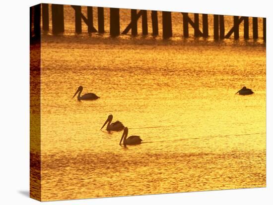 Sunrise and Pelicans by Urangan Pier, Hervey Bay, Queensland, Australia-David Wall-Stretched Canvas