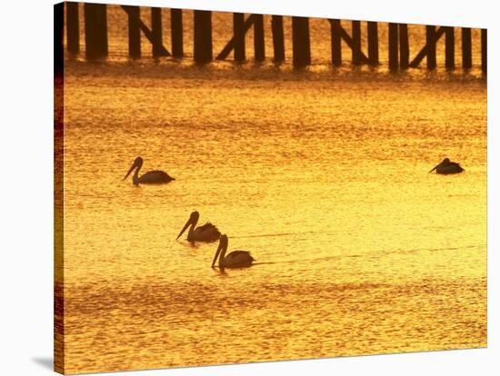 Sunrise and Pelicans by Urangan Pier, Hervey Bay, Queensland, Australia-David Wall-Stretched Canvas