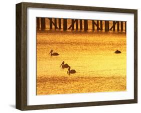 Sunrise and Pelicans by Urangan Pier, Hervey Bay, Queensland, Australia-David Wall-Framed Photographic Print