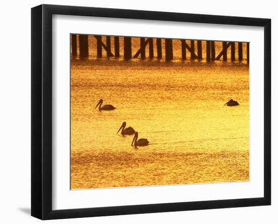 Sunrise and Pelicans by Urangan Pier, Hervey Bay, Queensland, Australia-David Wall-Framed Photographic Print