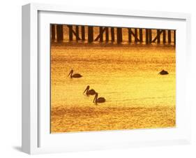 Sunrise and Pelicans by Urangan Pier, Hervey Bay, Queensland, Australia-David Wall-Framed Photographic Print