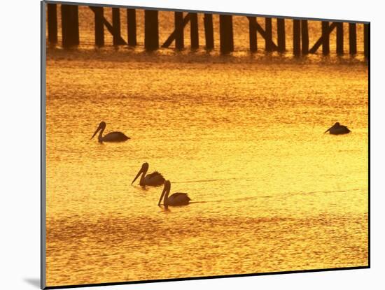 Sunrise and Pelicans by Urangan Pier, Hervey Bay, Queensland, Australia-David Wall-Mounted Photographic Print