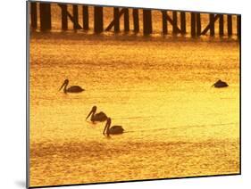 Sunrise and Pelicans by Urangan Pier, Hervey Bay, Queensland, Australia-David Wall-Mounted Photographic Print