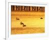 Sunrise and Pelicans by Urangan Pier, Hervey Bay, Queensland, Australia-David Wall-Framed Photographic Print