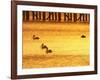 Sunrise and Pelicans by Urangan Pier, Hervey Bay, Queensland, Australia-David Wall-Framed Photographic Print