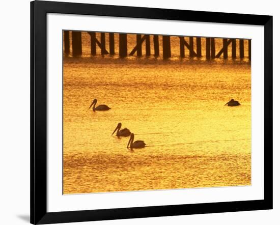 Sunrise and Pelicans by Urangan Pier, Hervey Bay, Queensland, Australia-David Wall-Framed Photographic Print