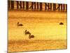 Sunrise and Pelicans by Urangan Pier, Hervey Bay, Queensland, Australia-David Wall-Mounted Photographic Print