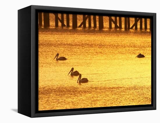 Sunrise and Pelicans by Urangan Pier, Hervey Bay, Queensland, Australia-David Wall-Framed Stretched Canvas