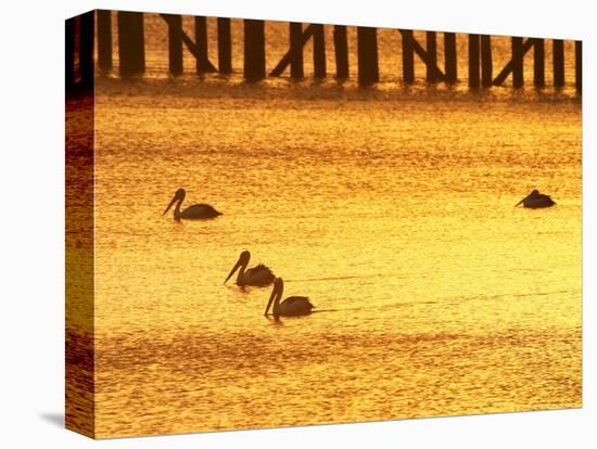Sunrise and Pelicans by Urangan Pier, Hervey Bay, Queensland, Australia-David Wall-Stretched Canvas