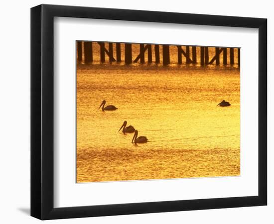 Sunrise and Pelicans by Urangan Pier, Hervey Bay, Queensland, Australia-David Wall-Framed Photographic Print