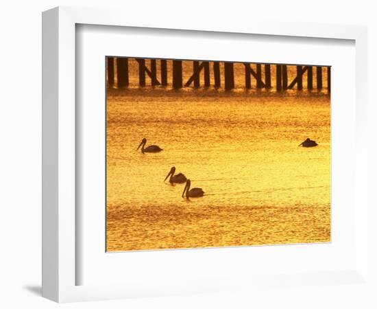 Sunrise and Pelicans by Urangan Pier, Hervey Bay, Queensland, Australia-David Wall-Framed Photographic Print