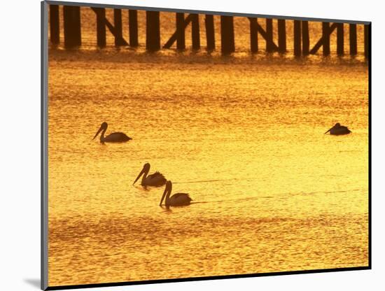 Sunrise and Pelicans by Urangan Pier, Hervey Bay, Queensland, Australia-David Wall-Mounted Photographic Print