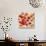 Sunrise Anemones-Silvia Vassileva-Premium Giclee Print displayed on a wall