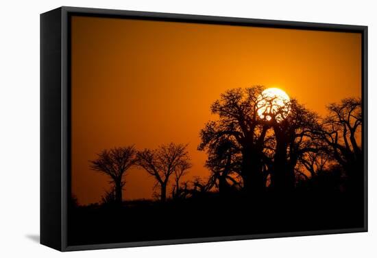 Sunrise at Baines Baobabs, Nxai Pan National Park, Botswana-Paul Souders-Framed Stretched Canvas