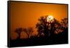 Sunrise at Baines Baobabs, Nxai Pan National Park, Botswana-Paul Souders-Framed Stretched Canvas