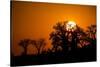 Sunrise at Baines Baobabs, Nxai Pan National Park, Botswana-Paul Souders-Stretched Canvas