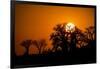 Sunrise at Baines Baobabs, Nxai Pan National Park, Botswana-Paul Souders-Framed Photographic Print