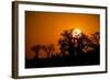 Sunrise at Baines Baobabs, Nxai Pan National Park, Botswana-Paul Souders-Framed Photographic Print