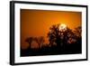 Sunrise at Baines Baobabs, Nxai Pan National Park, Botswana-Paul Souders-Framed Photographic Print