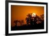 Sunrise at Baines Baobabs, Nxai Pan National Park, Botswana-Paul Souders-Framed Photographic Print