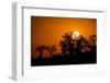 Sunrise at Baines Baobabs, Nxai Pan National Park, Botswana-Paul Souders-Framed Photographic Print