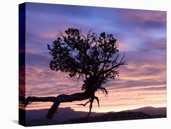 Sunrise at Bryce Canyon National Park, Utah, USA-Tom Norring-Stretched Canvas