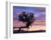 Sunrise at Bryce Canyon National Park, Utah, USA-Tom Norring-Framed Photographic Print