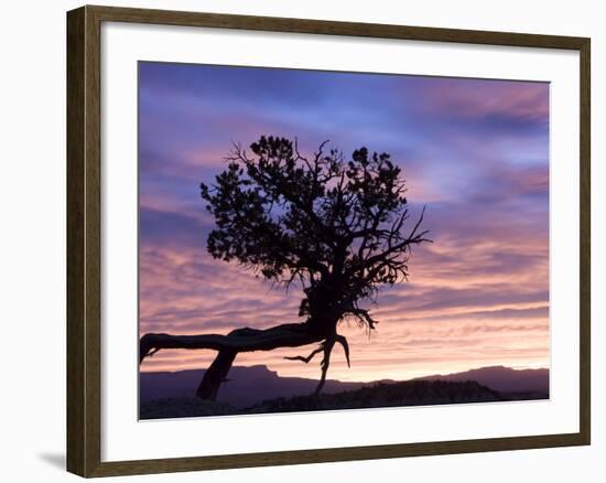 Sunrise at Bryce Canyon National Park, Utah, USA-Tom Norring-Framed Photographic Print