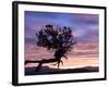 Sunrise at Bryce Canyon National Park, Utah, USA-Tom Norring-Framed Photographic Print