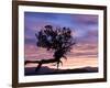 Sunrise at Bryce Canyon National Park, Utah, USA-Tom Norring-Framed Photographic Print