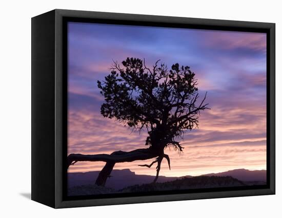 Sunrise at Bryce Canyon National Park, Utah, USA-Tom Norring-Framed Stretched Canvas