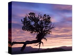 Sunrise at Bryce Canyon National Park, Utah, USA-Tom Norring-Stretched Canvas