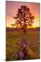 Sunrise at Oakland Hills-Vincent James-Mounted Photographic Print