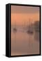 Sunrise at River Frome, Dorset-Robert Maynard-Framed Stretched Canvas