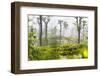 Sunrise at Tea Plantations-Matthew Williams-Ellis-Framed Photographic Print