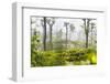 Sunrise at Tea Plantations-Matthew Williams-Ellis-Framed Photographic Print