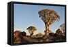 Sunrise at the Quiver Tree Forest, Namibia-Grobler du Preez-Framed Stretched Canvas