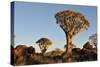 Sunrise at the Quiver Tree Forest, Namibia-Grobler du Preez-Stretched Canvas