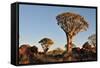 Sunrise at the Quiver Tree Forest, Namibia-Grobler du Preez-Framed Stretched Canvas