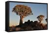 Sunrise at the Quiver Tree Forest, Namibia-Grobler du Preez-Framed Stretched Canvas