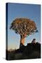 Sunrise at the Quiver Tree Forest, Namibia-Grobler du Preez-Stretched Canvas