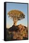 Sunrise at the Quiver Tree Forest, Namibia-Grobler du Preez-Framed Stretched Canvas