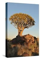 Sunrise at the Quiver Tree Forest, Namibia-Grobler du Preez-Stretched Canvas