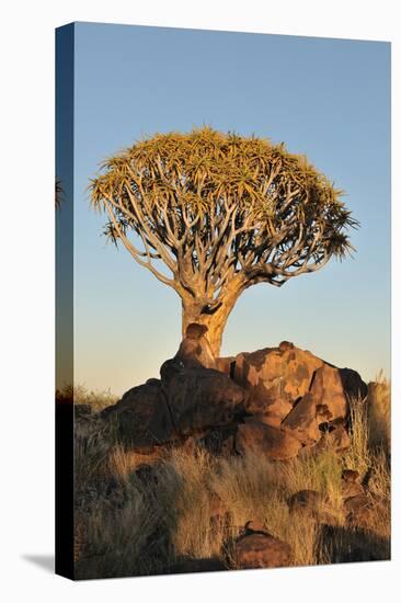 Sunrise at the Quiver Tree Forest, Namibia-Grobler du Preez-Stretched Canvas