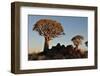 Sunrise at the Quiver Tree Forest, Namibia-Grobler du Preez-Framed Photographic Print