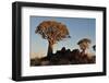 Sunrise at the Quiver Tree Forest, Namibia-Grobler du Preez-Framed Photographic Print