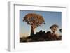 Sunrise at the Quiver Tree Forest, Namibia-Grobler du Preez-Framed Photographic Print