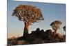 Sunrise at the Quiver Tree Forest, Namibia-Grobler du Preez-Mounted Photographic Print