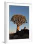 Sunrise at the Quiver Tree Forest, Namibia-Grobler du Preez-Framed Photographic Print