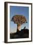 Sunrise at the Quiver Tree Forest, Namibia-Grobler du Preez-Framed Photographic Print